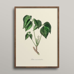 Vintage Poison Ivy Print, DIGITAL DOWNLOAD, Poisonous Plant Watercolour Illustration, Botanical Painting, Witchcraft Magick Art, Farmhouse image 2
