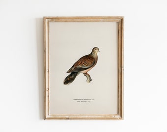 Vintage Bird Painting, Digital Download, Turtle Dove Watercolour, Christmas Wall Art, Ornithology Printable, Neutral Farmhouse Country Decor