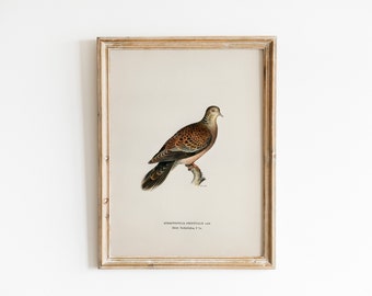 Peut inclure: Une illustration vintage d'un oiseau brun et blanc avec des taches brunes, perché sur une branche. L'oiseau est une Streptopelia orientalis, également connue sous le nom de Tourterelle à collier oriental. L'illustration est encadrée dans un cadre en bois clair.