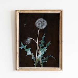 Puede incluir: Una pintura enmarcada de un diente de león con semillas blancas y esponjosas sobre un fondo marrón oscuro. El diente de león tiene hojas verdes y está enfocado.