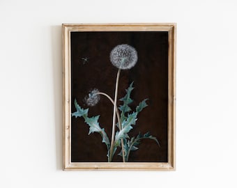 Puede incluir: Una pintura enmarcada de un diente de león con semillas blancas y esponjosas sobre un fondo marrón oscuro. El diente de león tiene hojas verdes y está enfocado.
