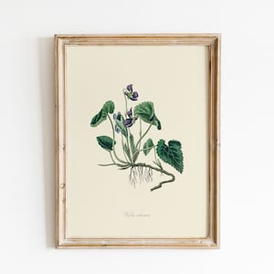 Vintage Sweet Violet Druck, Blumen Illustration, DIGITAL DOWNLOAD, Aquarell Wildblumen Malerei, Botanische Wandkunst, Bauernhaus Wanddekoration