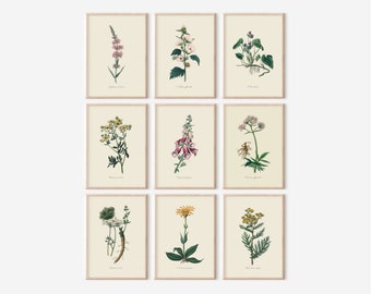 Set Of 9 Vintage Flower Illustrations, Botanical Wall Art, Vintage Print Set Collection, Wildflowers, Light Academia Decor, DOWNLOADABLE