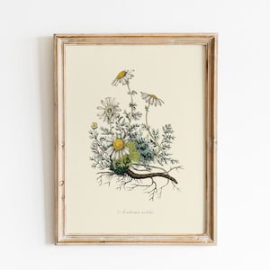 Vintage Kamille Blumen Illustration, DIGITAL DOWNLOAD, Aquarell Wildblumen Malerei, Botanische Wandkunst, Vintage Gartenkräuter Druck