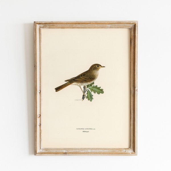 Vintage Bird Painting, Digital Download, Thrush Nightingale Watercolour Study, Nature Wall Art, Ornithology Printable, Farmhouse Country