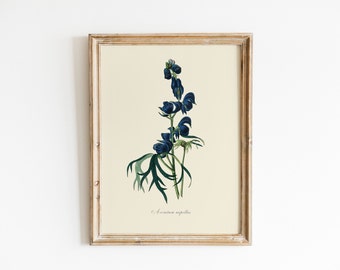 Vintage Wolfsbann | Illustration Giftpflanze, Giftpflanze, Illustration, Hexenhut, botanische Kunst, Hexenkunst, DIGITALER DOWNLOAD