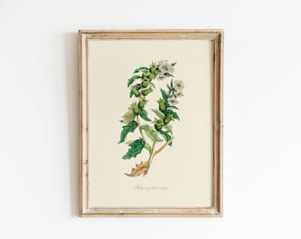 Vintage Henbane Illustration, DIGITAL DOWNLOAD, Poisonous Plant Print, Botanical Wall Art, Magical Plant Print, Stinking Nightshade Print