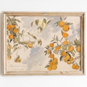 Puede incluir: Una ilustración botánica vintage enmarcada de naranjos con frutos maduros. La ilustración está pintada en acuarela y presenta un fondo azul claro con una inscripción manuscrita en la parte inferior que dice "Apricot (Orange) 3 April 1863."