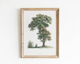 Vintage Oak Tree Illustration, DIGITAL DOWNLOAD, French Watercolour Painting, Botanical Wall Art, Rustic Farmhouse Decor, 19th Century