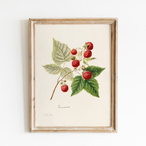 May include: A vintage botanical illustration of a raspberry branch with red berries and green leaves. The illustration is framed in a light wood frame and has the text "Rubus" and "L.L.Halla" written below the image.