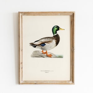 Vintage Bird Painting, Digital Download, Male Mallard Duck Watercolour Study, Nature Wall Art, Ornithology Printable, Farmhouse Country