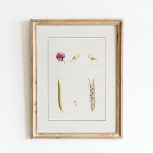 Ilustración de estudio de flores de guisantes dulces vintage, DESCARGA DIGITAL, Pintura de carta de acuarela, Arte mural botánico, Decoración rústica de granja