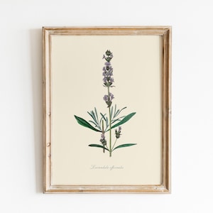 Vintage Lavendel Illustration, DIGITAL DOWNLOAD, Aquarell Kräutermalerei, Botanische Wandkunst, Lavendel Malerei, Bauernhaus Landhaus Dekor