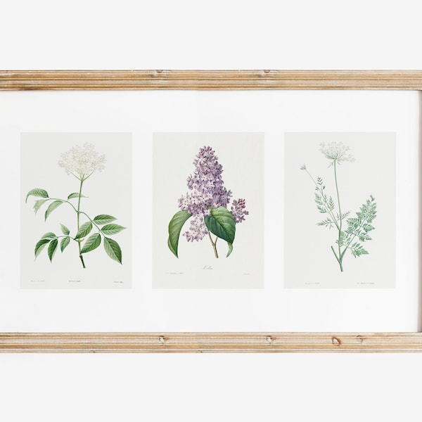 Samsung Frame TV Art, Vintage Edible Wild Flower Illustrations, DIGITAL DOWNLOAD, Botanical Wall Art, Set of 3 Prints on One Image