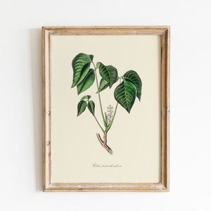 Vintage Poison Ivy Print, DIGITAL DOWNLOAD, Poisonous Plant Watercolour Illustration, Botanical Painting, Witchcraft Magick Art, Farmhouse image 1