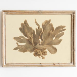 May include: A framed print of a brown seaweed specimen, with a light beige background and a light wood frame.