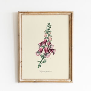 Vintage Fingerhut Blumen Illustration, DIGITALER DOWNLOAD, Aquarell Wildblumen Malerei, Botanische Wandkunst, Vintage Wildblumen Druck