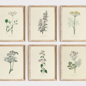 Vintage Set Of 6 Kitchen Herbs Illustrations, DIGITAL DOWNLOAD, Watercolour Wildflower Painting, Botanical Wall Art, Culinary Garden Plants
