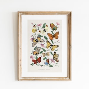 Vintage Butterfly and Moth Illustration Print, Instant Digital Download, Insect Study Chart, Botanical Wall Art, Butterfly Poster, Farmhouse