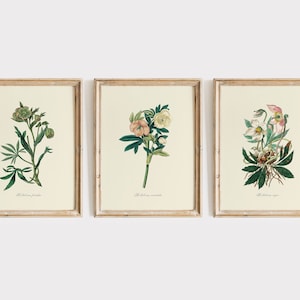 Vintage set van 3 nieskruid - kerstroos bloemillustraties, digitale DOWNLOAD, aquarel wilde bloemen, botanische kunst aan de muur