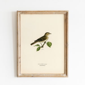 Könnte beinhalten: Gerahmter Vintage-Vogel-Kunstdruck mit einem kleinen Vogel auf einem belaubten Zweig. Der Vogel hat oliv- und braunes Gefieder. Der Druck befindet sich in einem verwitterten, hellbraunen Holzrahmen. Der Text unten lautet "Sylvia borin minor".