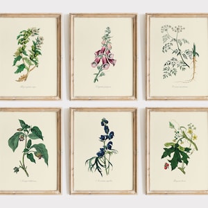 Conjunto vintage de 6 ilustraciones de flores venenosas, DESCARGA DIGITAL, Pintura de flores silvestres en acuarela, Arte mural botánico, Plantas tóxicas