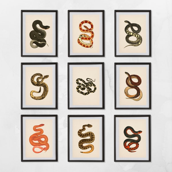 Ensemble de 9 impressions de serpent de la nature antique. vintage Serpent Print Antique Snake Gallery Wall Print Nature Wall Art Nature