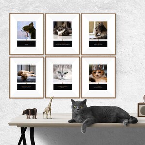 May include: Six framed cat photos with black and white text underneath each photo. The photos are hung on a white wall. A gray cat is sitting on a wooden table in front of the photos. A brown giraffe figurine and a brown bear figurine are on the table.