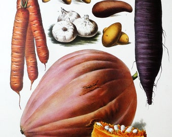 High-quality colored print of a color lithograph from 1854, from the album Vilmorine, sheet no. 28 (reprinted from the 1990s)