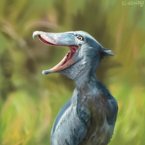 Shoebill Stork
