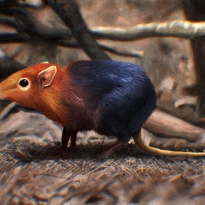 Elephant shrew plush sales