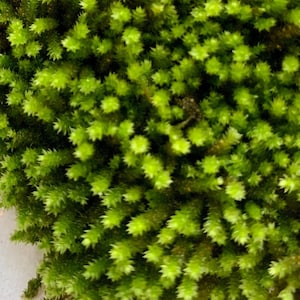 Star Moss  Tortula ruralis