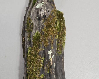 Mossy Wood with Live Moss, Natural Terrarium Decor 13"