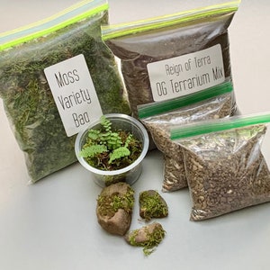 Terrarium Kit with Live Moss, Mini Ferns, Mossy Stones, Soil & More!