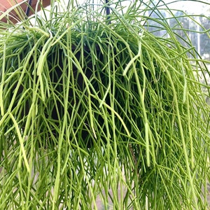 Rhipsalis baccifera Mistletoe Cactus Hanging plant image 1