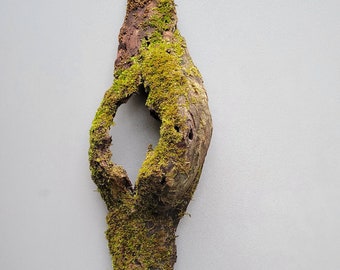 Mossy Bark with Knothole 18”