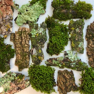 Mossy Bark Assortment, 100% Natural Terrarium Decor, 3 Sizes Available
