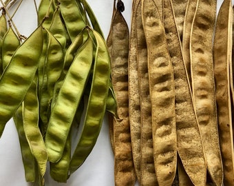 Mimosa Seed Pods Pink Silk Tree Green and Brown Available