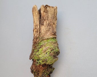 Mossy Stump Wood, Honeysuckle Root Wood 10"