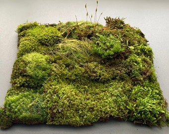 Live Terrarium Moss: Natural Garden Moss Variety Bag