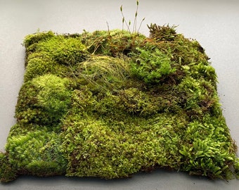 Live Moss Variety Bag for Terrariums, Fairy Gardens, Moss Art, Indoor or Outdoor Gardens