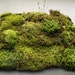 see more listings in the Mosses & Lichens section