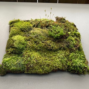 Live Moss Variety Bag for Terrariums, Fairy Gardens, Moss Art, Indoor or Outdoor Gardens image 1