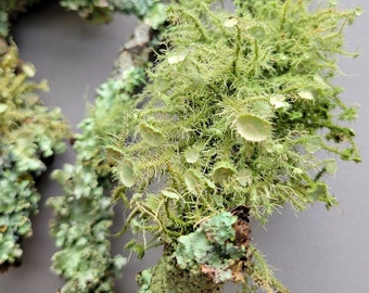 Natural Lichen Branches: Colorful Lichen Varieties and Assorted Sizes