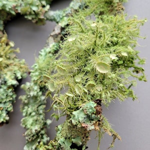 Natural Lichen Branches: Colorful Lichen Varieties and Assorted Sizes