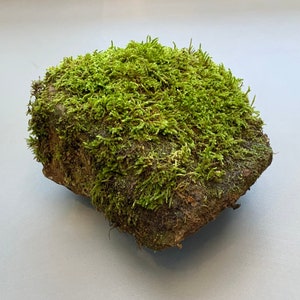 Artificial Moss Stones for Fairy Gardens 4 Sizes Fake Stones Imitation Moss  Faux Grass Grass Stones Rocks Moss Rocks 