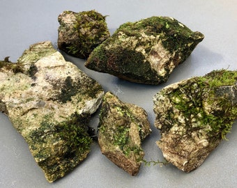 Mossy Rocks, Mini Moss Rocks for Terrarium Decor, Fairy Gardens, Bonsai, Zen Gardens, Craft Use