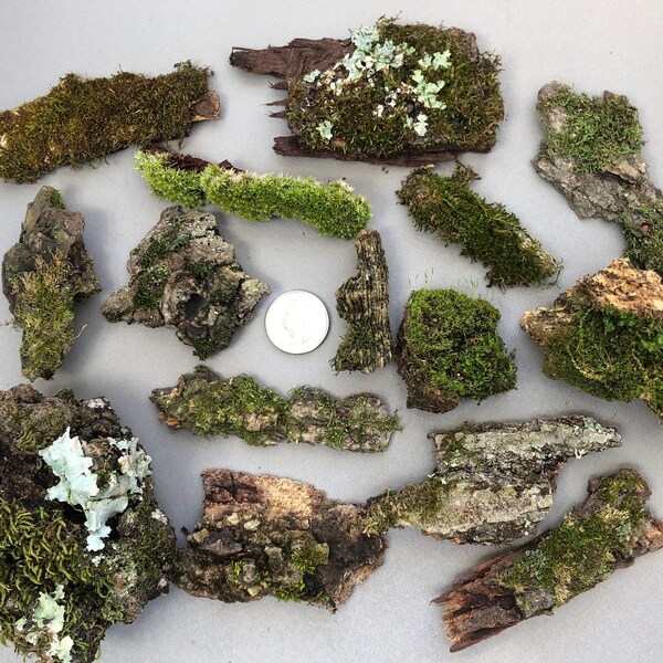 Terrarium Decor Etsy