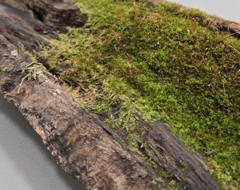 Mossy Bark with Live Moss, Natural Terrarium Decor 15"