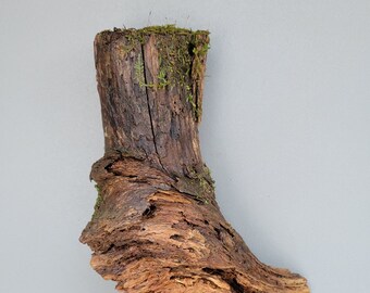 Mossy Stump Wood, Honeysuckle Root Wood 10”